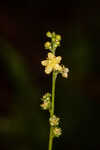 Incised agrimony